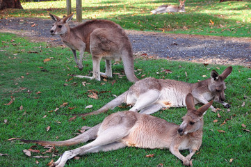 Kangaroos in zoo