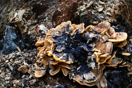 Mushroom on stump