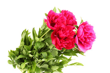 beautiful pink peonies isolated on white