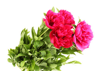 beautiful pink peonies isolated on white