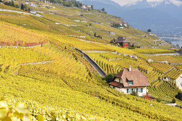 Fototapeta na wymiar Winnice w regionie Lavaux, Szwajcaria