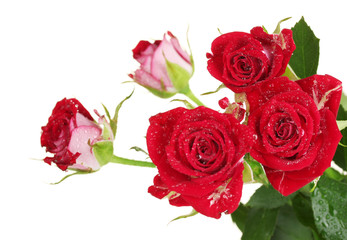 Beautiful vinous roses on white background close-up