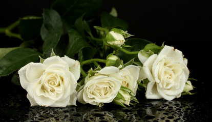 Beautiful white roses on black background close-up