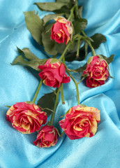 Beautiful red-yellow roses on blue satin close-up