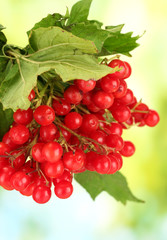 branch of ripe viburnum on bright green background close-up