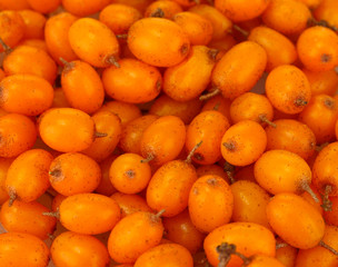 ripe sea buckthorn background close-up