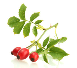 ripe hip roses on branch with leaves, isolated on white