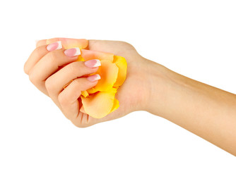 Yellow rose petals with woman's hand on white background