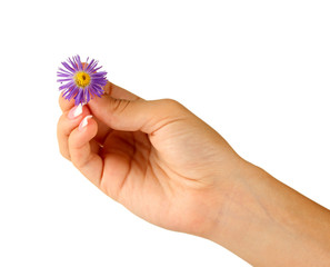 Purple chrysanthemum with woman's hands on white background