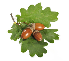 acorn with green leaves © tashka2000
