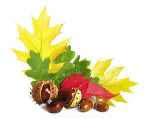 autumn leaves with acorns and chestnuts