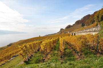 Naklejka premium Vineyards in Lavaux region, Switzerland