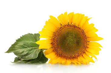 Obraz premium sunflowers isolated on white