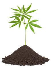 Cannabis plant in soil