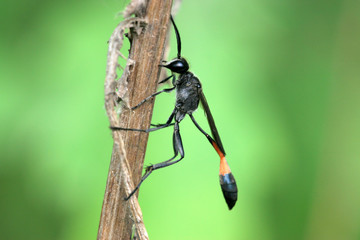 sand bee on a plant in the wild, north china