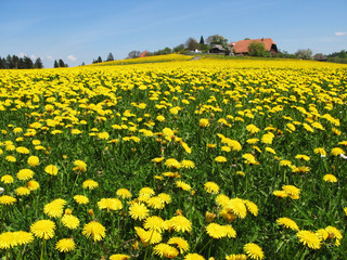 Fototapeta premium Scenic meadow in Emmental region Switzerland