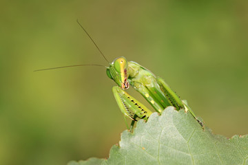 closeup of mantis