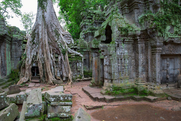 Trees in Ta Prohm, Angkor Wat