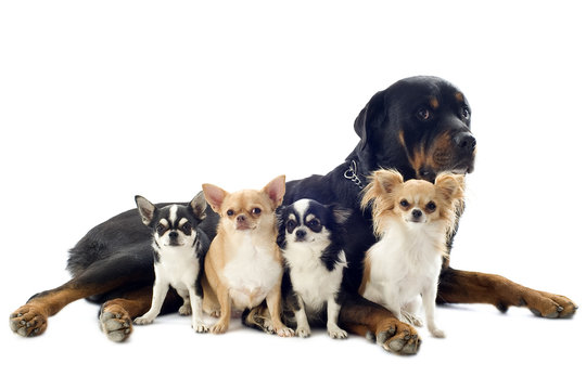 rottweiler and chihuahuas