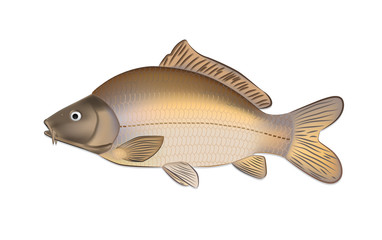 Carp fish (Cyprinus carpio) detailed vector illustration
