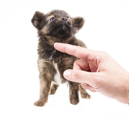 Funny puppy Chihuahua poses on a white background