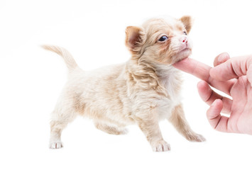 Funny puppy Chihuahua poses on a white background