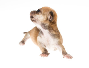 Funny puppy Chihuahua poses on a white background