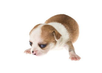 Funny puppy Chihuahua poses on a white background