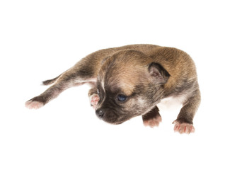 Funny puppy Chihuahua poses on a white background