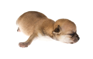 Naklejka premium Funny puppy Chihuahua poses on a white background