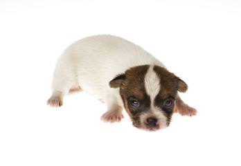 Funny puppy Chihuahua poses on a white background
