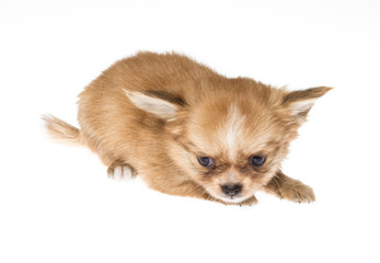 Funny puppy Chihuahua poses on a white background