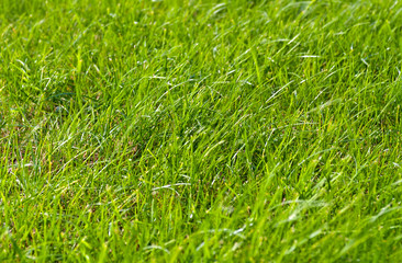 Green grass background
