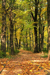 Naklejka premium trees with yellow leaves in autumn park