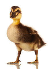 Domestic duckling