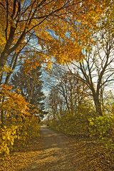 Obraz premium Autumnal path in the wood