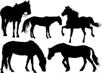 Set of silhouettes of a horse