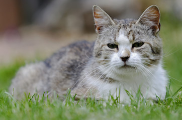 cat