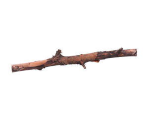 Tree branch