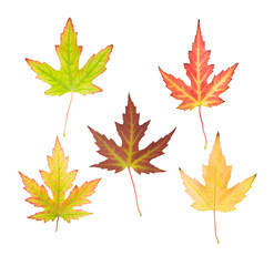 set of maple leaves