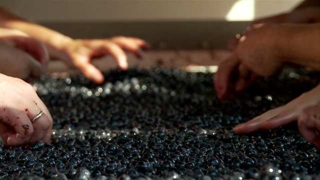 Manually partition of grapes on the conveyor line at a winery 