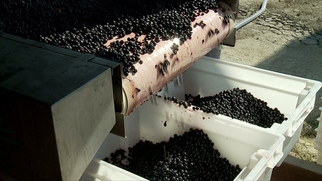 Manually partition of grapes on the conveyor line at a winery 