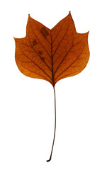 Autumn Tulip Tree Leaf Isolated on White
