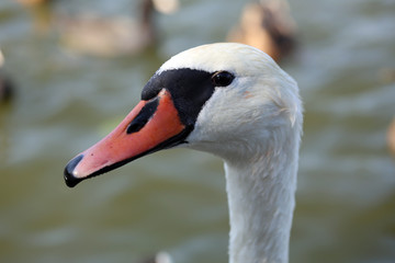 swan bird white
