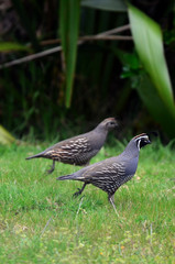 A male and female Quail birds