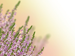 composition with group of heather flowers - obrazy, fototapety, plakaty