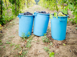 baskets full of clusters during the grape harvest
