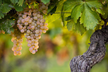 vigna #2