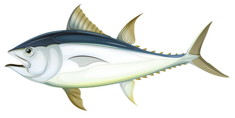 Atlantic bluefin tuna