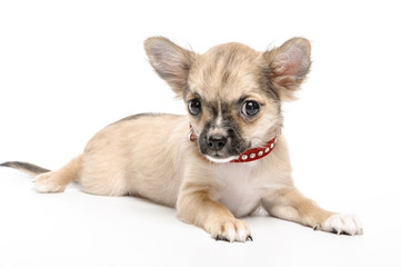 Chihuahua puppy wearing red collar  encrusted with rhinestones